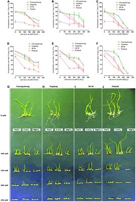 Effect of Different Salts on Nutrients Uptake, Gene Expression, Antioxidant, and Growth Pattern of Selected Rice Genotypes